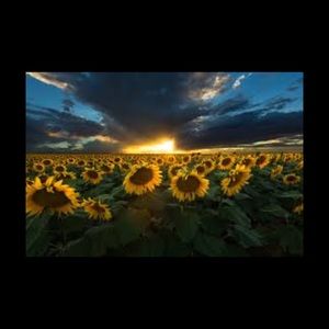 Meet your Posher, Dorina